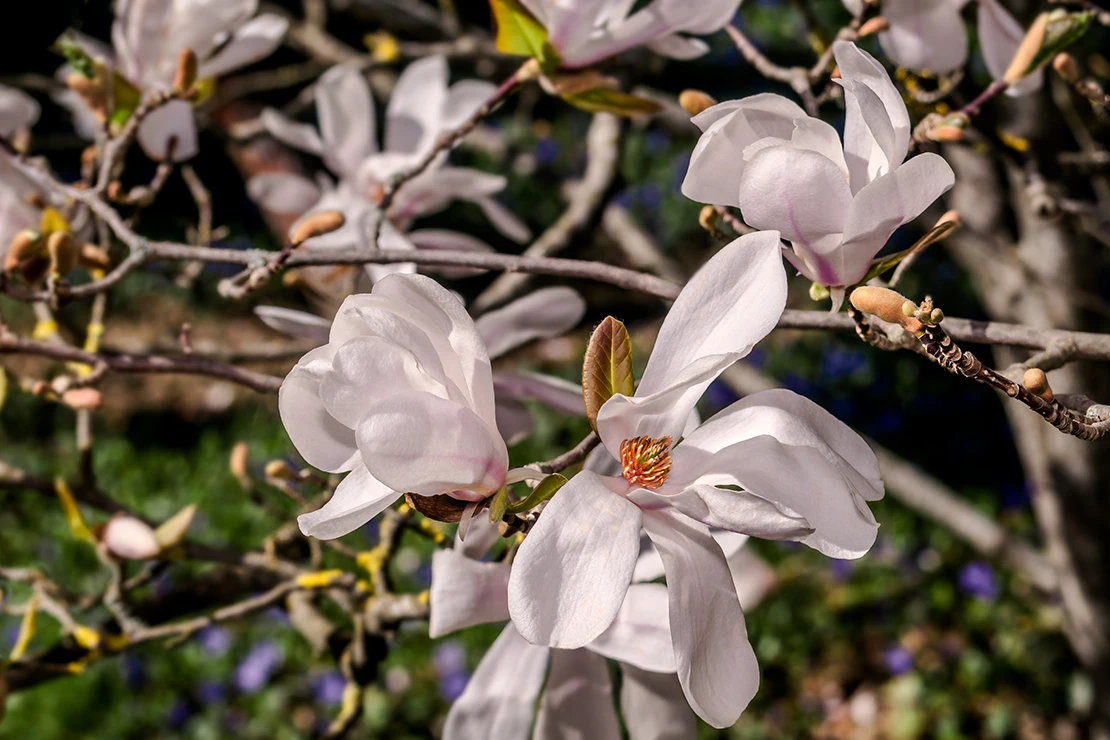 Nahaufnahme der Zweige, Knospen und weissen Blueten einer Magnolia x loebneri, auch Loebner-Magnolie genannt. [Foto: AdobeStock_Nick Taurus]
