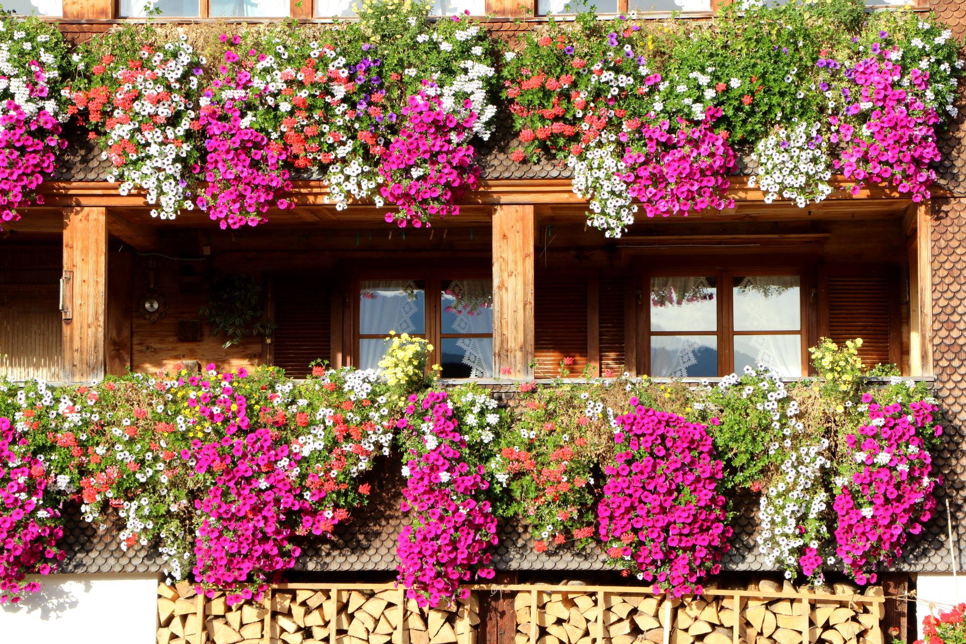 Die Balkon- und Fensterkästen eines Holzhauses im Bregenzerwald sind mit üppig blühenden Petunien in satten Pink-, Lila und Coralletönen sowie Weiß geschmückt.