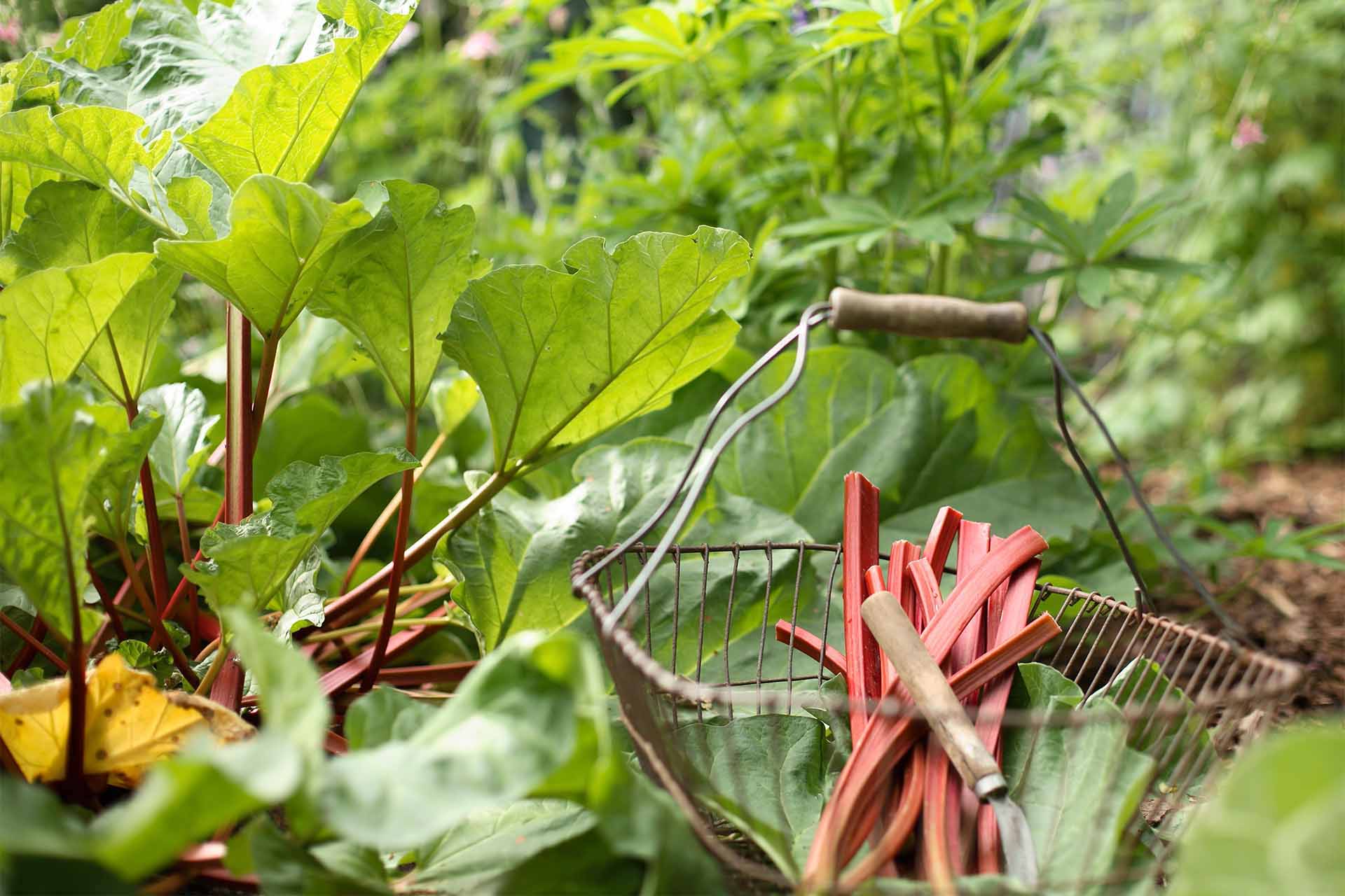 Rhabarber Pflanzung, Pflege und Ernte GartenFlora
