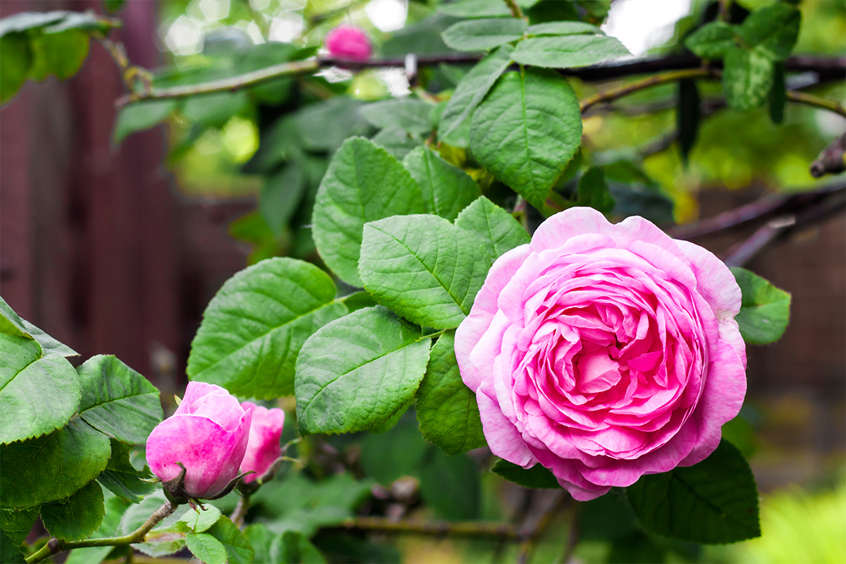 Rosenblüten Foto: AdobeStock_Tynza