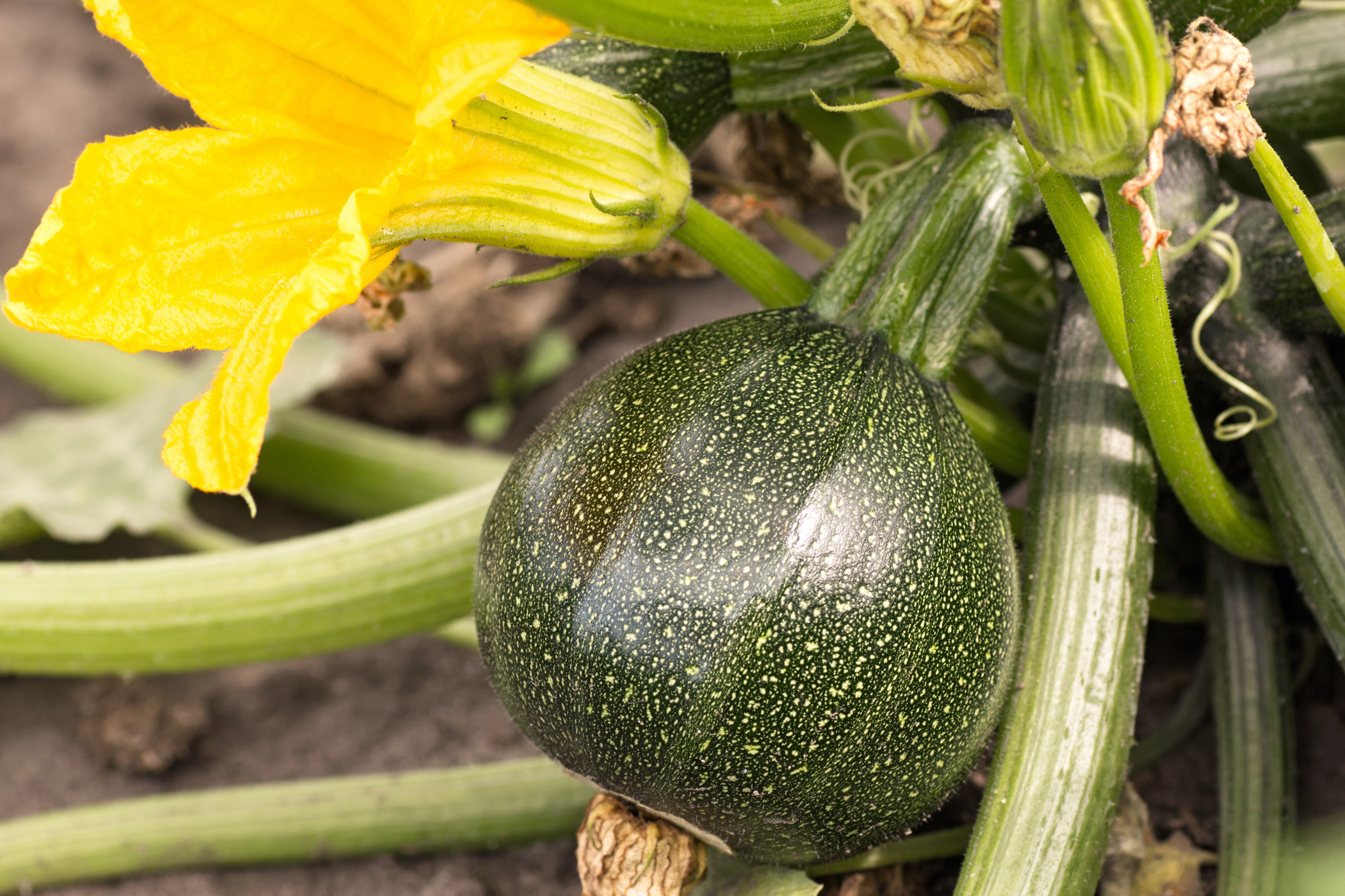 Zucchini pflanzen Tipps für den erfolgreichen Anbau GartenFlora