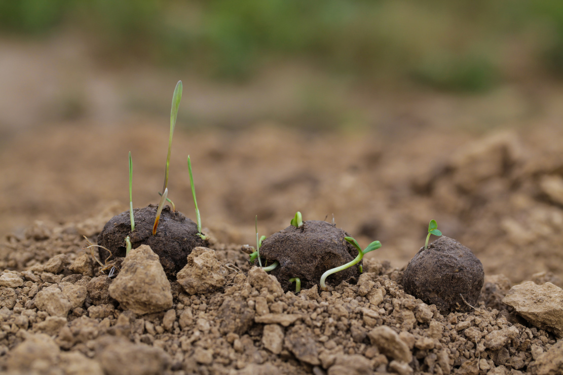Drei Samenbomben in der Erde mit keimenden Samen. Foto: AdobeStock_liliya