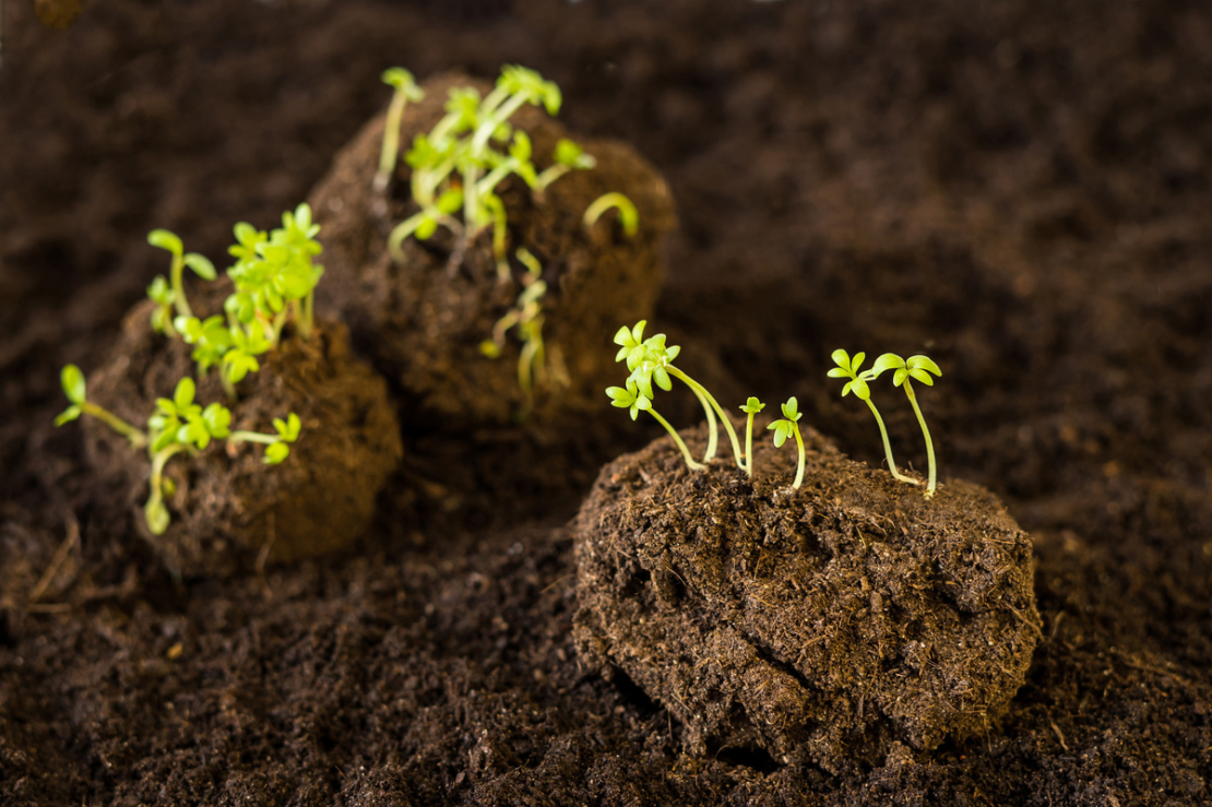 Keimende Pflanzen auf drei Seedbombs. Foto: AdobeStock_IvaNad