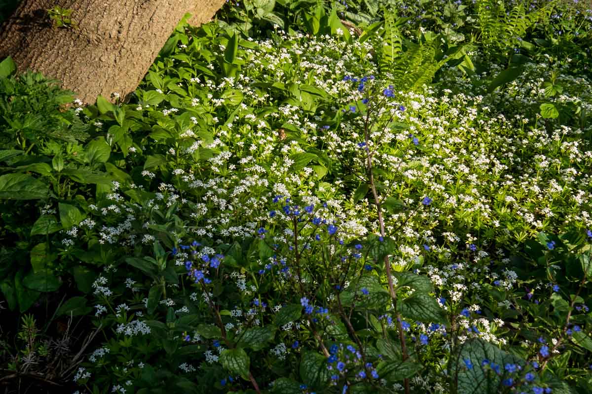 Wildpflanzung von Waldmeister, Farn und Kaukasusvergissmeinnicht in einem Garten unter einem Baum. [Foto: AdobeStock_Lynda]
