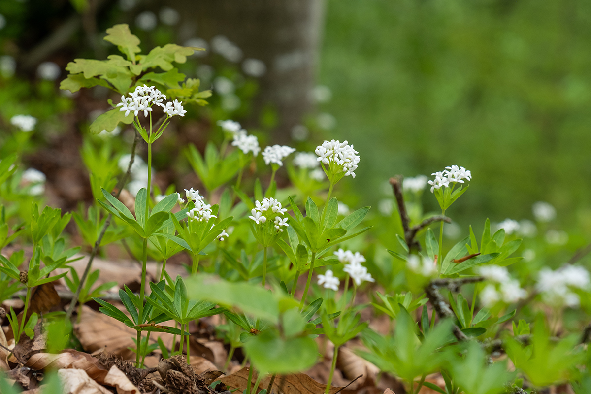 Waldmeister Foto: AdobeStock_Guntar Feldmann