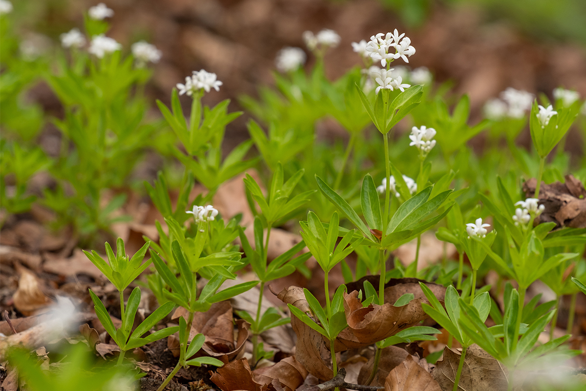 Waldmeister: Pflanzung und Verwendung der Wildpflanze | GartenFlora