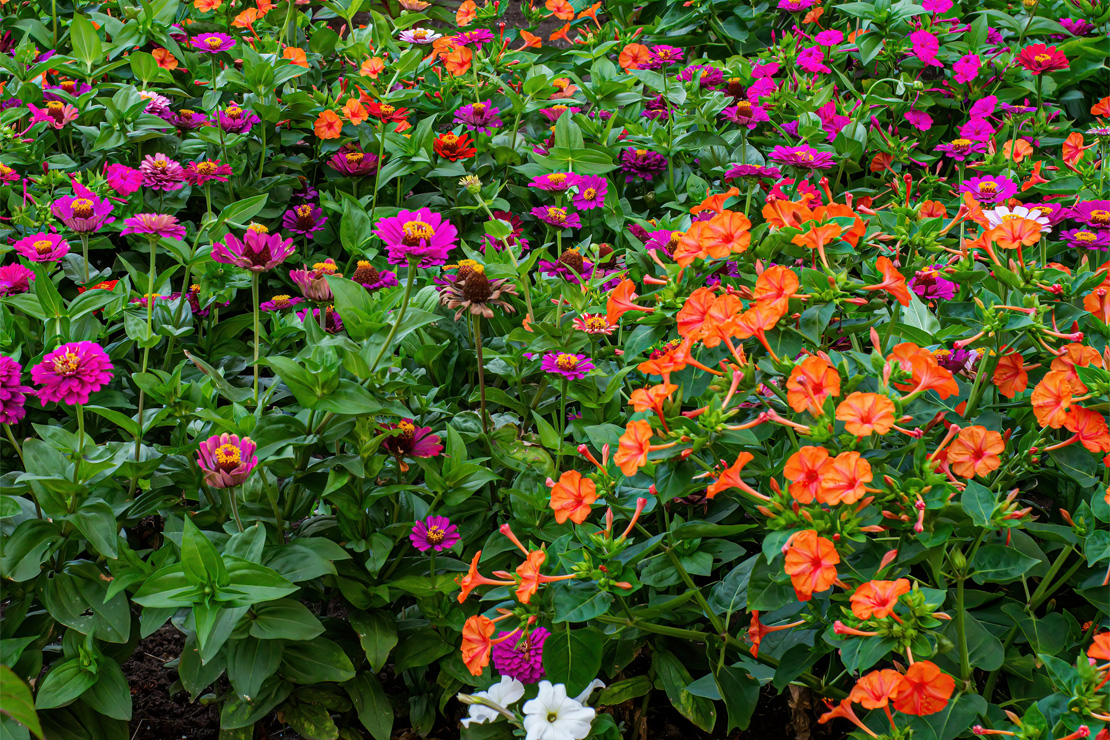 Zinnien sind schöne Pflanzpartner der Wunderblumen.