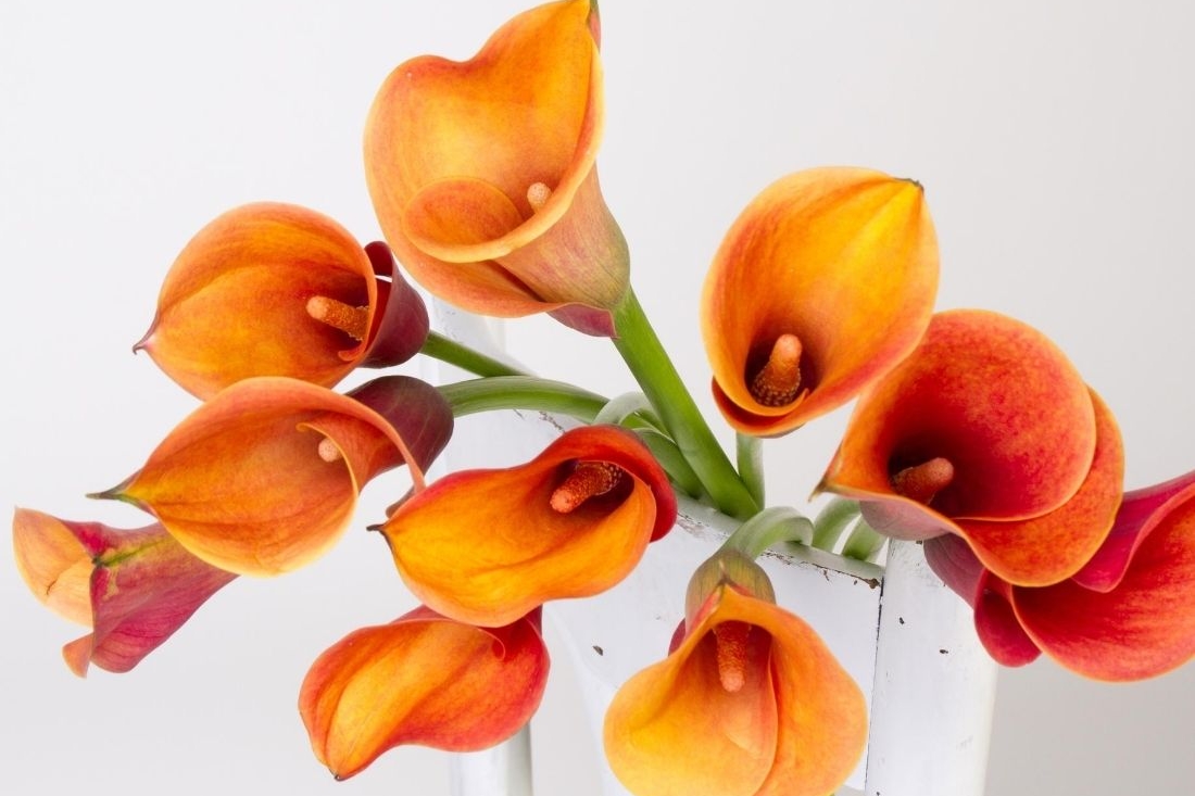 Calla. Foto: AdobeStock_Anca_Enache