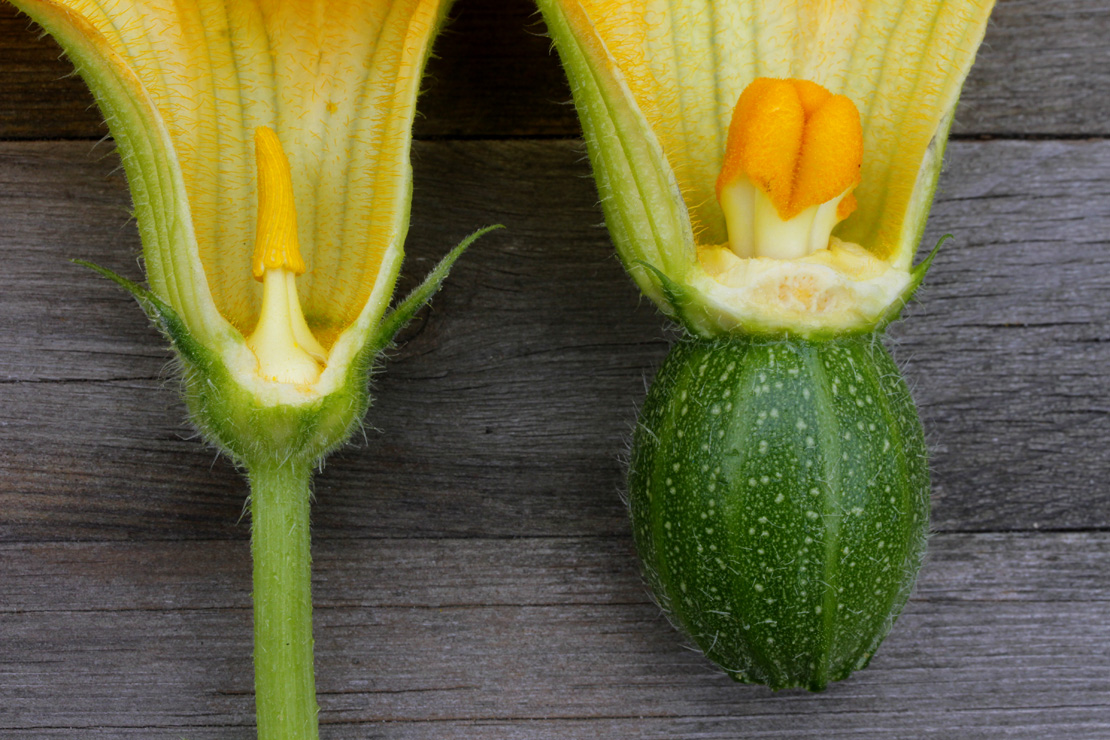 Wenn Sie Zucchini pflanzen, entstehen sowohl männliche Blüten (links im Bild) als auch weibliche (rechts). 