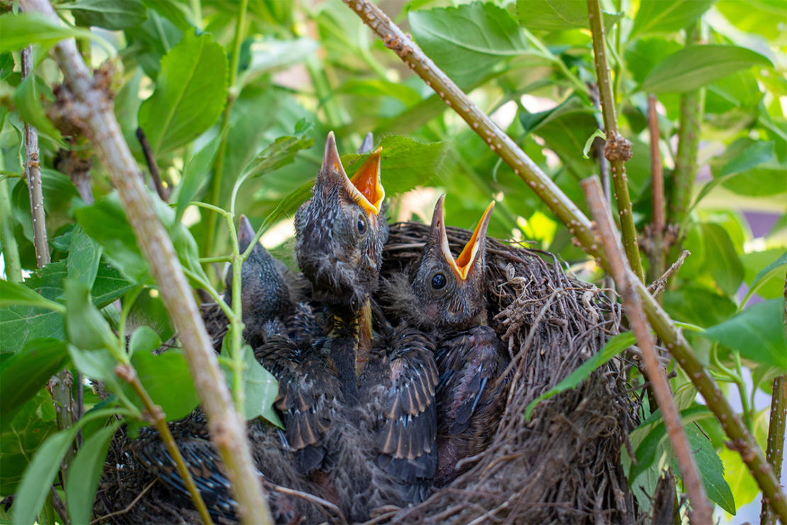 Amselküken im Nest [Foto: AdobeStock_Stefan]