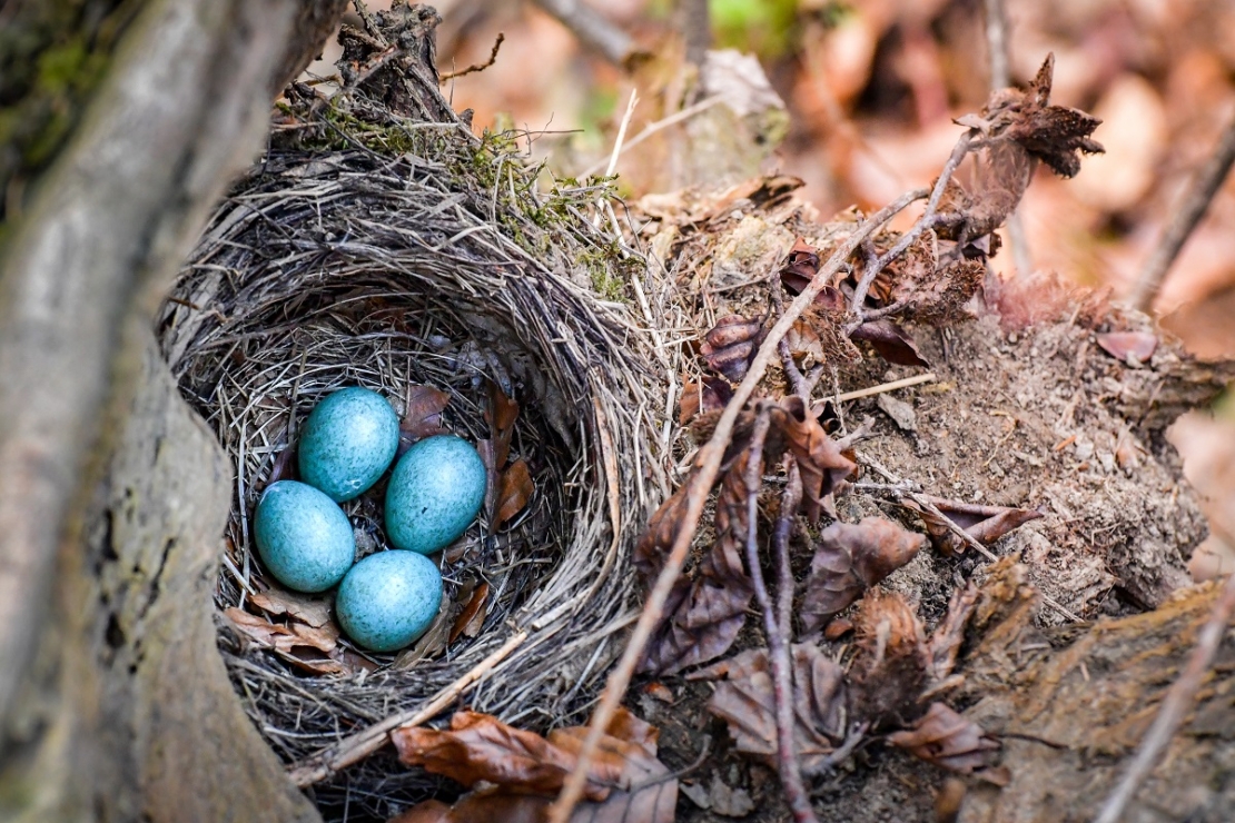 kleines Amselnest auf einem Baum, in der Nestmitte vier kleine blaue Eier