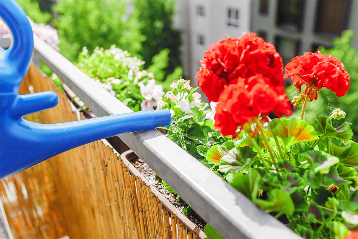 Balkonblumen 10 Tipps für üppige Blütenpracht GartenFlora