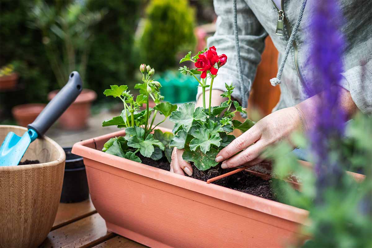 Balkonblumen werden in richtigem Abstand gepflanzt [Foto: AdobeStock_Encierro]