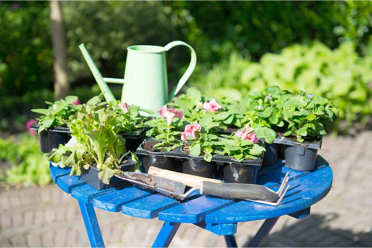 Balkonblumen stehen in Transportpaletten auf einem Gartentisch [Foto: AdobeStock_MartinW]