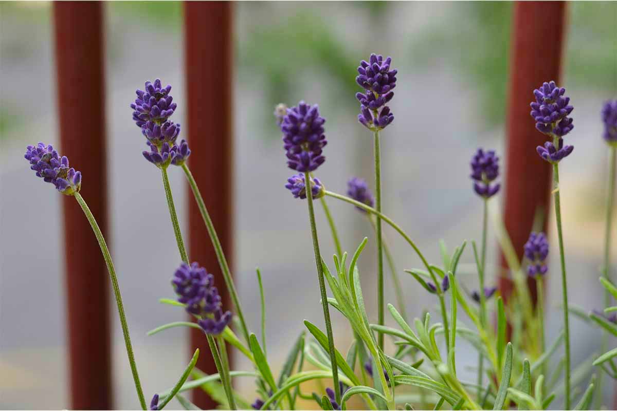 Auch sonnenliebende Blumen wie Lavendel stehen nach dem Kauf gerne noch etwas im Schatten [Foto: AdobeStock_Sophie]