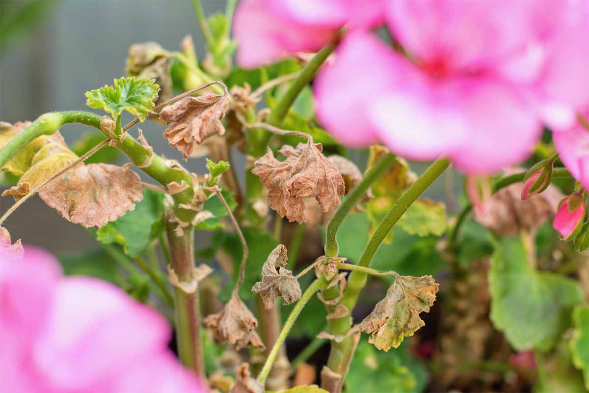 Welke Blätter an Geranien [Foto: AdobeStock_Tunatura]