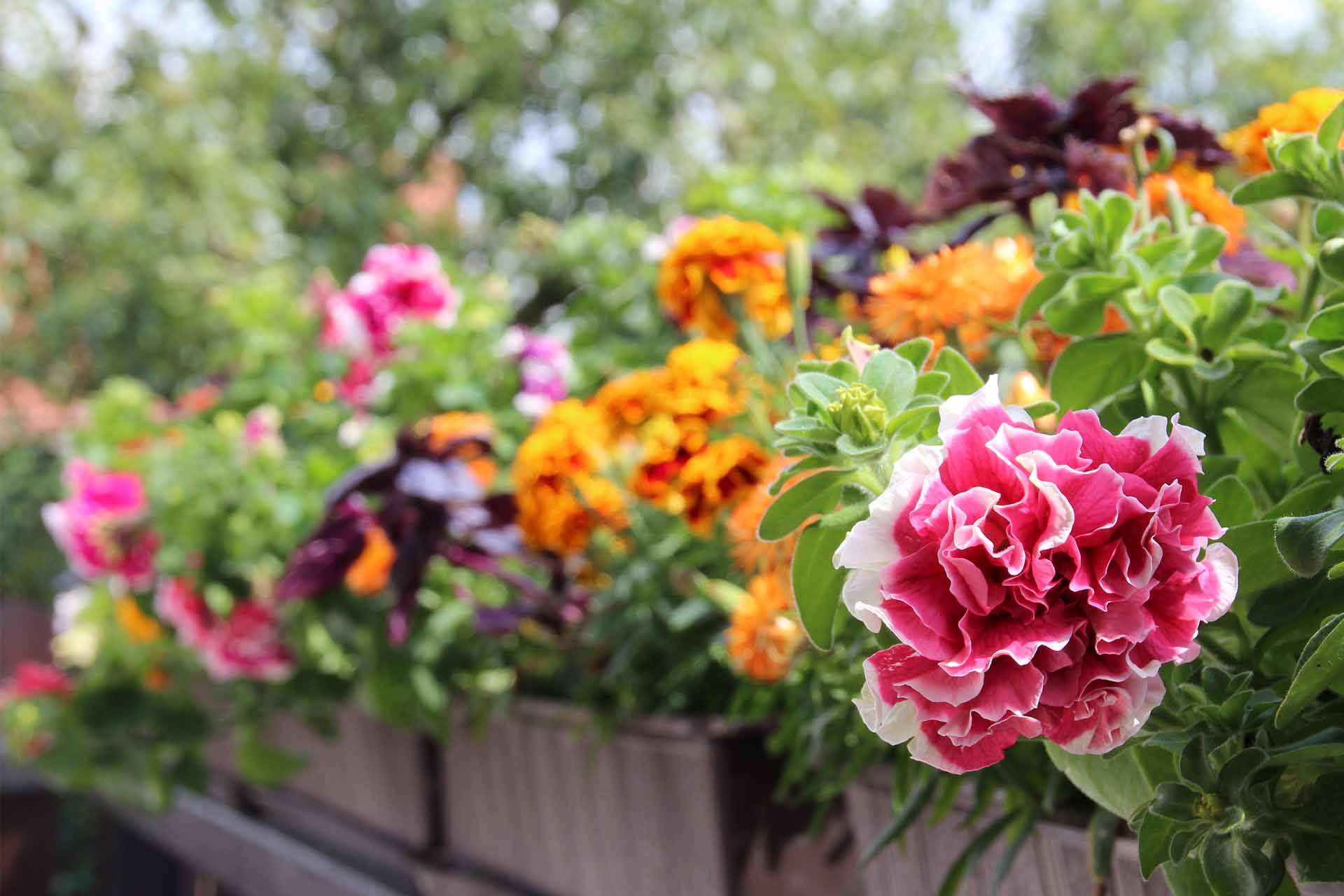 Balkonblumen 10 Tipps für üppige Blütenpracht GartenFlora