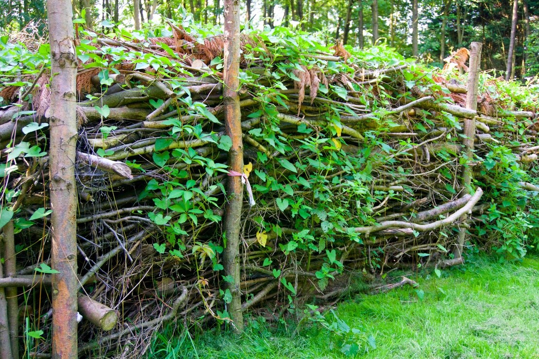 Hohe Totholzhecke auf einer gemähten Wiese. Auf der Benjeshecke wachsen Schlingpflanzen. Foto: AdobeStock_Luckyboost