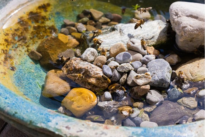 Bienen sitzen auf den Kieselsteinen einer mit Wasser gefüllten Bienentränke in der Sonne.