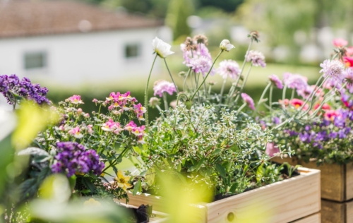 Bienenfreundliche bunt blühende Balkonblumen in Balkonkästen aus Holz. Im Hintergrund unscharfe Häuser mit rot gedeckten Dächern und weißen Fassaden.