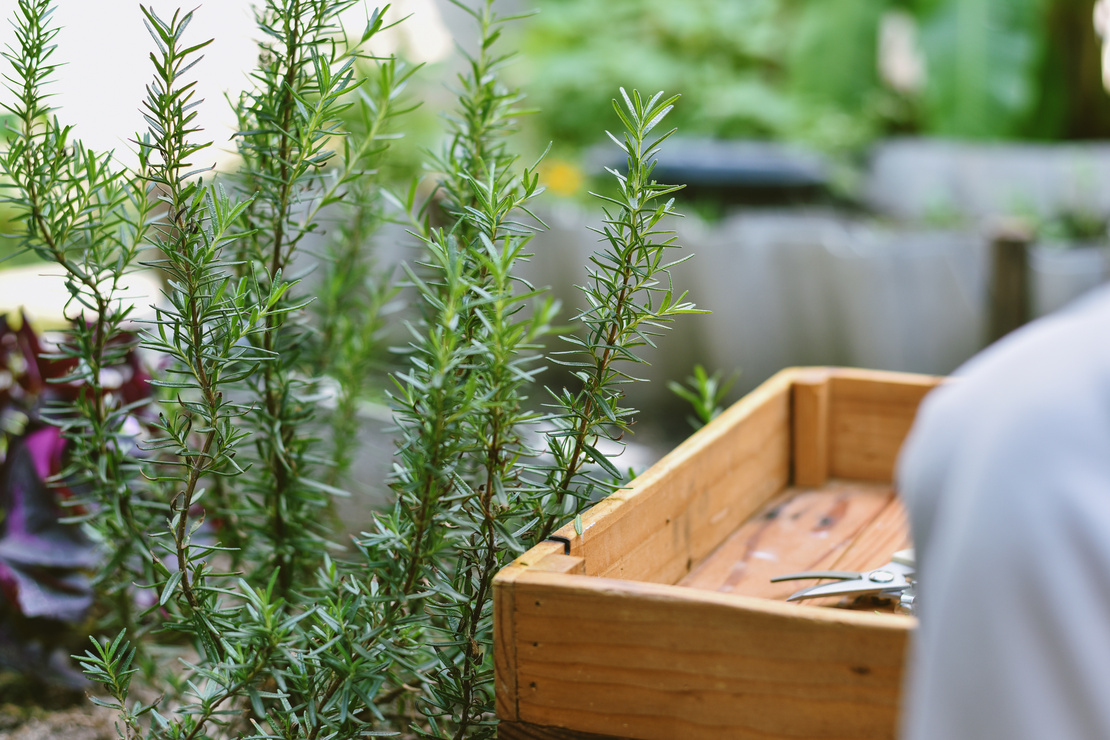 Rosmarinpflanze auf Balkon. Rechts im Bild eine flache Holzbox mit einer Gartenschere. Foto. AdobeStock_ARTFULLY-79