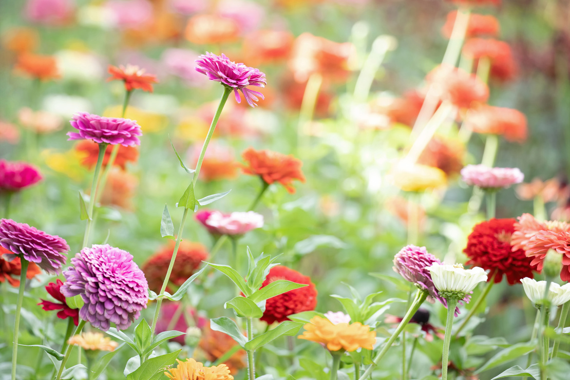 Blühende Zinnien in Blumenbeet – weiße, pinke, rote und orangefarbene Blüten. Foto: AdobeStock_Garten im Juli. Foto: AdobeStock_Janice