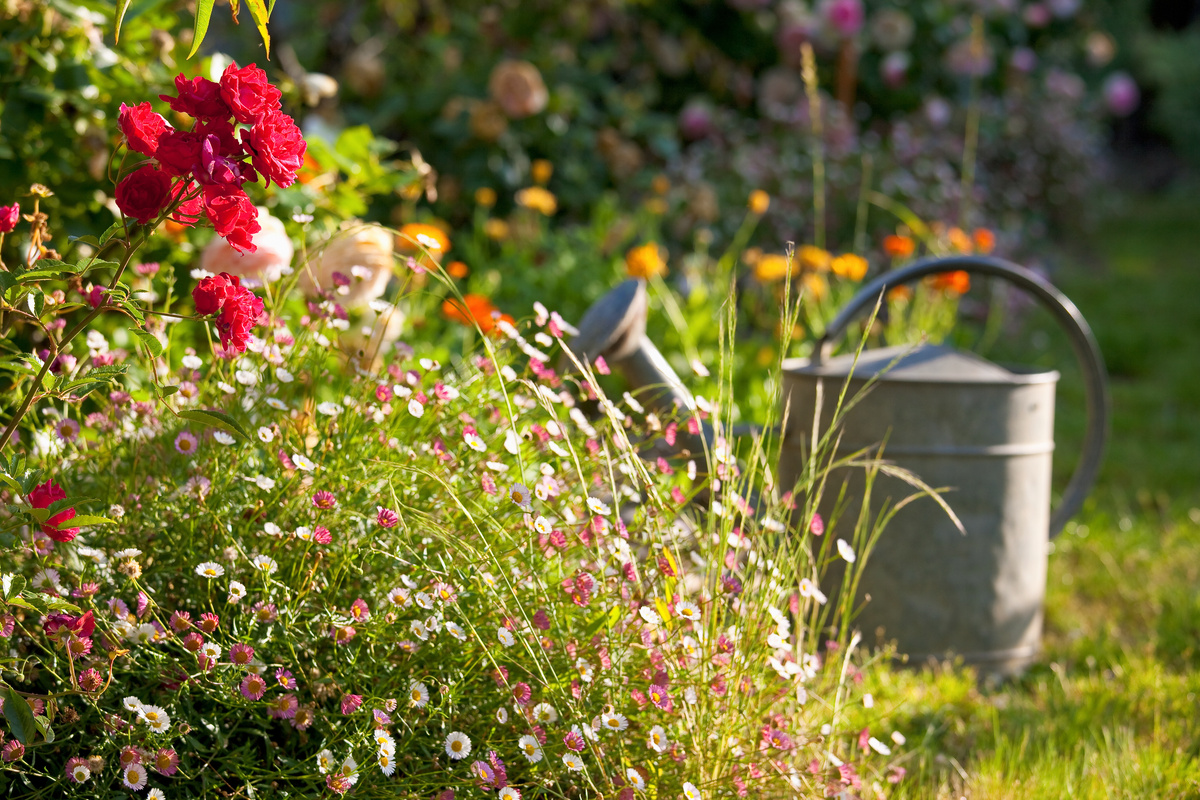 Garten im Juli Pflegetipps für den heißesten Gartenmonat GartenFlora