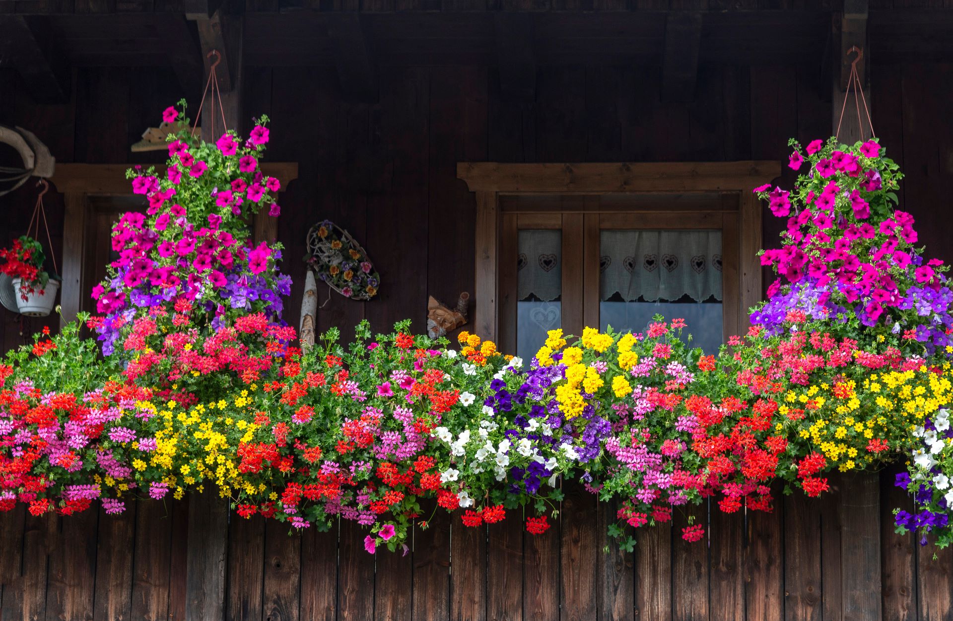 Geranien Zehn Dinge, die Sie wissen sollten GartenFlora