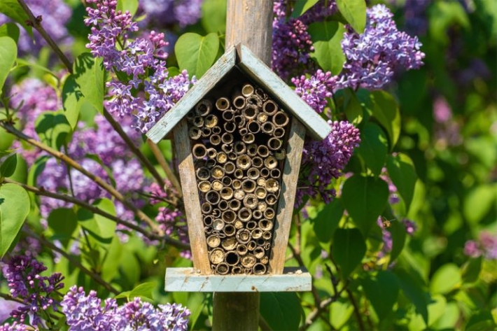 Insektenhotel an einem Fliederbusch.