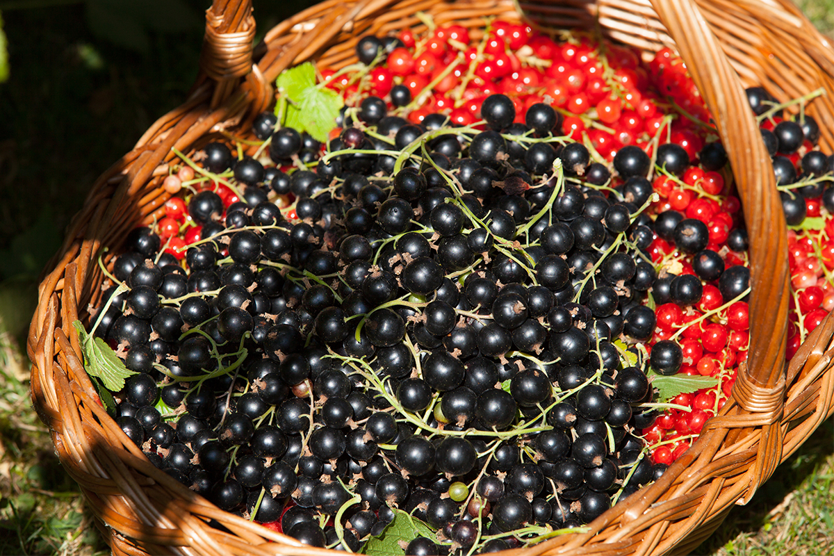 Johannisbeeren ernten Foto: AdobeStock_JPchret
