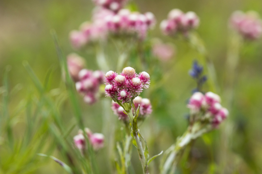 Blüten eines Katzenpfötchens in pink und weiß. Im Hintergrund eine verschwommene Wiese. Foto: AdobeStock_adamikarl