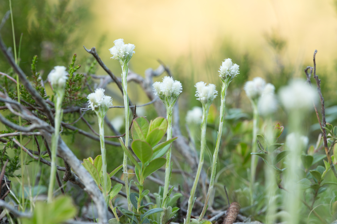 Kleine weiße Blütenpflanzen zwischen Geäst. Foto: AdobeStock_Henrik Larsson