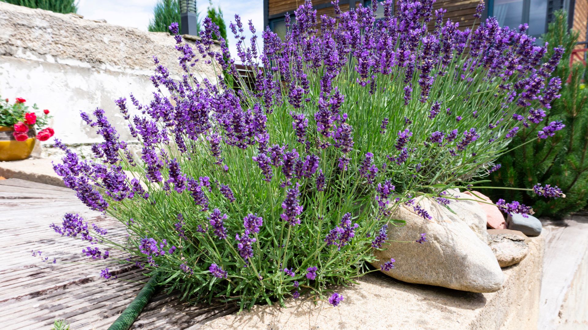 Lila blühender Lavendel zwischen Holzdielen und einer hellen Mauer gepflanzt im Sonnenschein. Im Hintergrund ist ein Haus mit Holzfassade erkennbar sowie ein kleiner Blumenkübel mit pinkfarbenen Blumen.