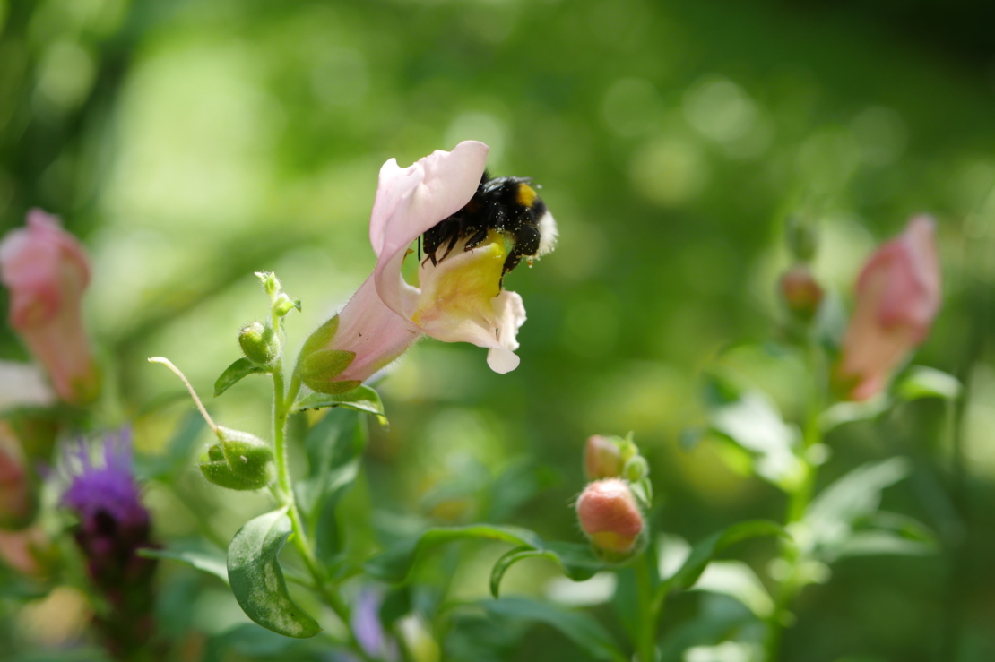 Eine Hummel trinkt Nektar an einer rosafarbenen Blüte des Löwenmäulchens. Im Hintergrund sind unscharf grüne Sträucher zu sehen. Foto: AdobeStock_BlueFire