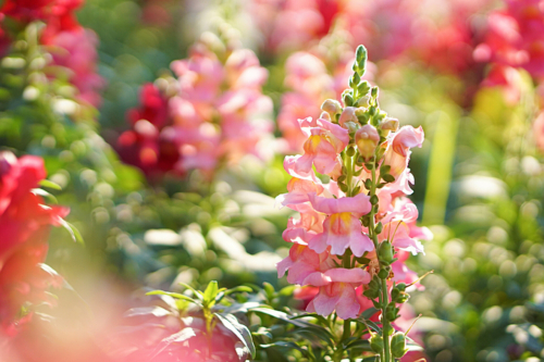 Rosa blühende Lupinen, im Hintergrund zu sehen vereinzelt rote Lupinenblüten. Foto: AdobeStock_Thanwa
