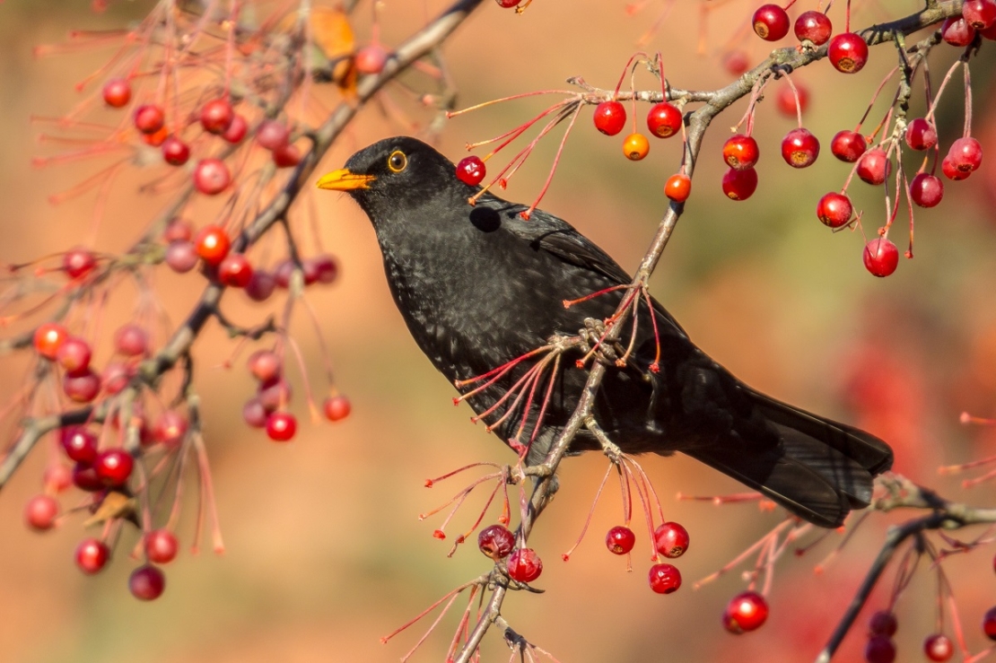 Männliche Amsel umgeben von roten Beeren