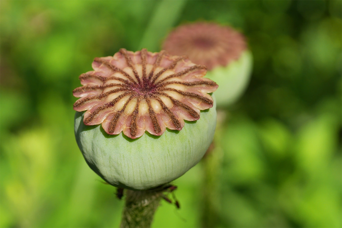 Samenkapsel einer Mohnblume vor grünem Hintergrund. Foto: AdobeStock_Li-Bro