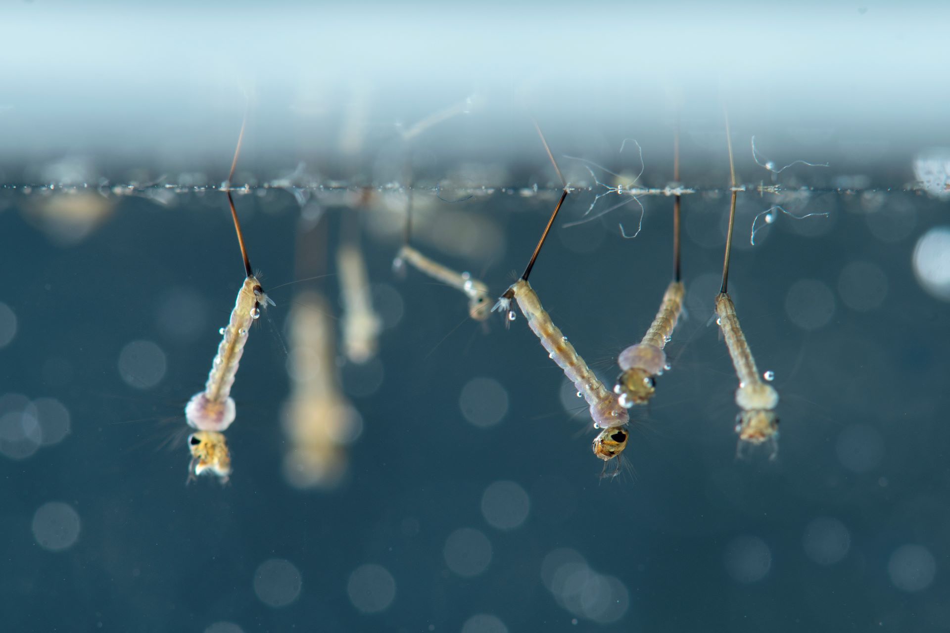 Nahaufnahme von Mückenlarven, die kopfüber unter der Wasseroberfläche schweben. Nur das Atemrohr, mithilfe dessen sich die Larven mit Sauerstoff versorgen, ragt nach oben an die Oberfläche.