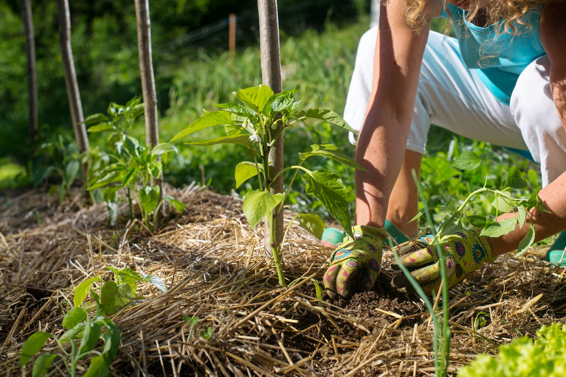 Gemüsebeet mit Mulchschicht aus Stroh, die den Boden um junge Paprikapflanzen schützt. Frau mit  weißer Hose, türkisfarbenem Shirt und Gärtnerhandschuhen hockt hinter dem Beet.