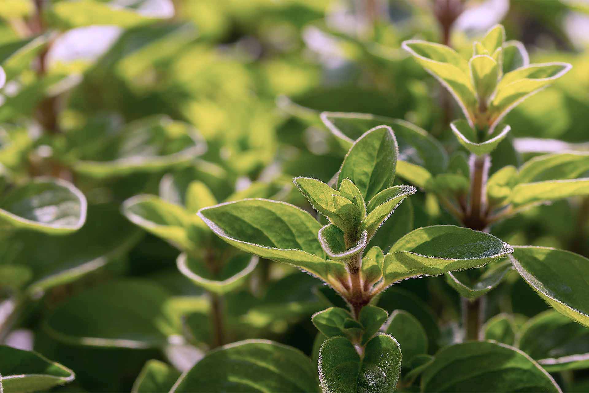 Oregano pflanzen & pflegen So klappt’s! GartenFlora