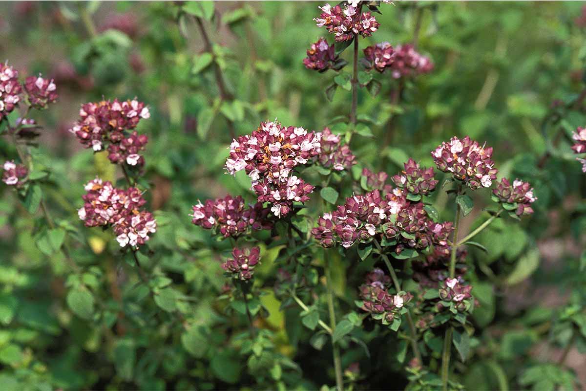 Majoran und Oregano sollten nach der Blüte nicht mehr stark herunter geschnitten werden [Foto: AdobeStock_slowmotiongli]