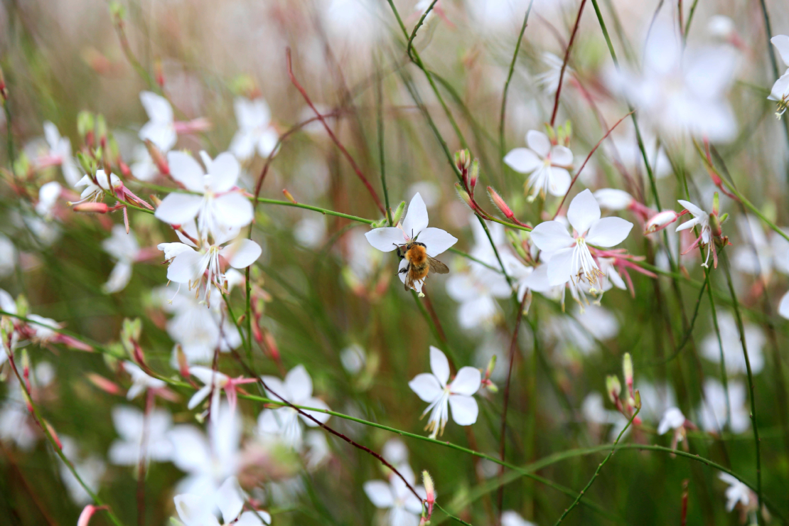 Weißblühende Prachtkerzen. Auf einer der Blüten sitzt eine Biene. Foto: AdobeStock_blickwinkel2511