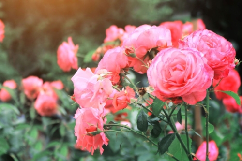 Üppig blühende Rosen in Rosa. Im unscharfen Hintergrund dunkelgrünes Blattwerk.