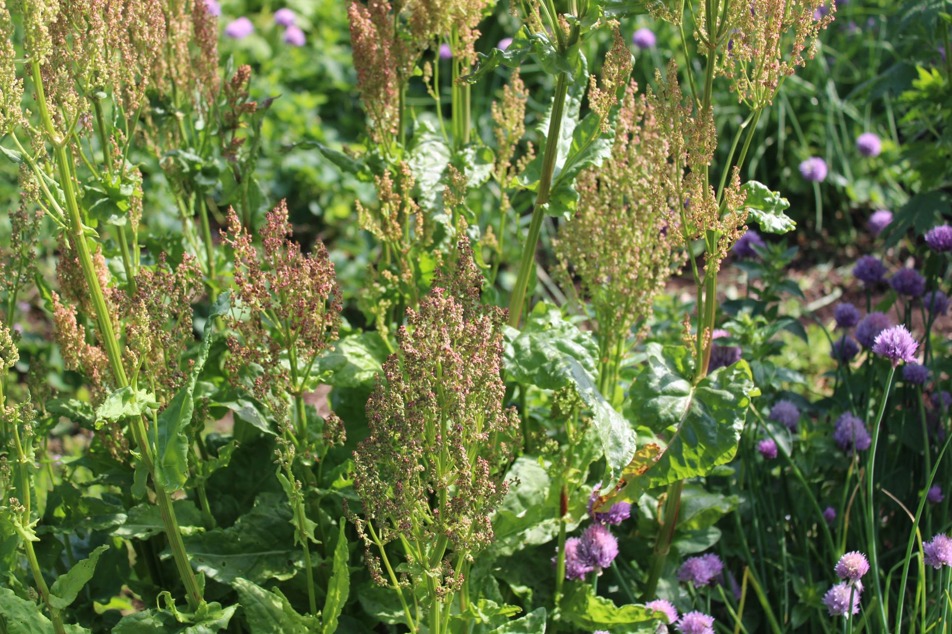 Dunkelrot blühender Sauerampfer links neben Schnittlauch mit violetten Blüten. Der Sauerampfer steht im Sonnenlicht und wirft seinen Schatten auf den Schnittlauch. Im Hintergrund weitere grüne Pflanzen mit lilafarbenen Blüten, unscharf.