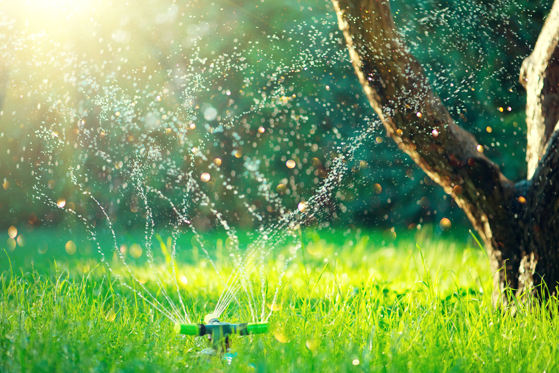 Rasensprenger auf einer Rasenfläche. Rechts im Bild ein mehrstämmiger Baum. Im Hintergrund eine grüne Hecke. Foto: AdobeStock_Subbotina Anna