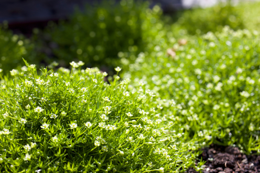 Mehrere kleine Sternmoos-Kissen mit vielen weißen Blüten. Zwischen ihnen ist Rindenmulch erkennbar.