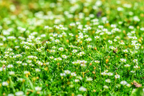 Nahaufnahme eines blühenden Sternmooses. Viele kleine weiße Blüten auf frischgrünen Stielen und zierlichen Blättern.
