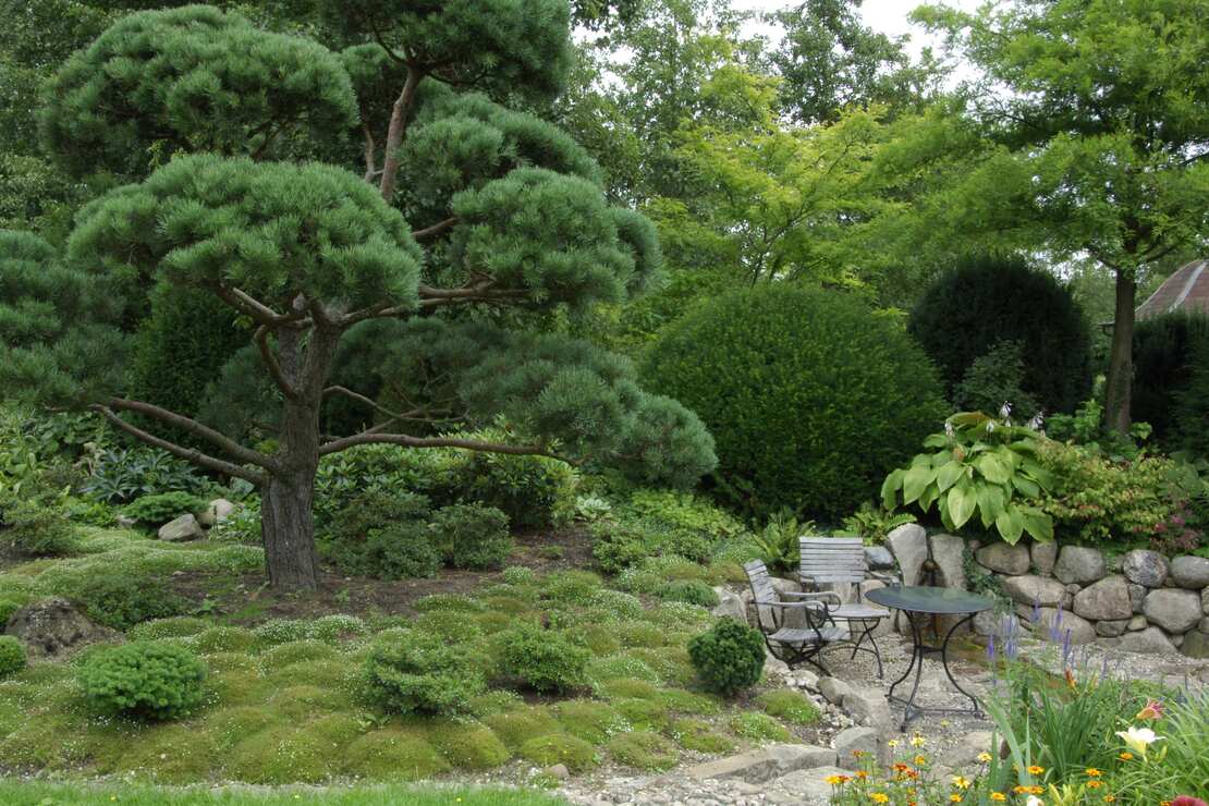 Blick in einen Garten. Links eine große Kiefer, darunter flächiges Sternmoos und kleiner Büsche. Rechts im Bild eine kleine Sitzecke auf einer Kiesfläche, dahinter eine kleine Steinmauer. Im Hintergrund weitere größer Bäume und Büsche.