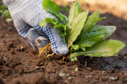 Eine Hand mit Handschuh entfernt ein Wurzelunkraut aus dem Erdboden. Foto: AdobeStock_ElenaMasiutkina