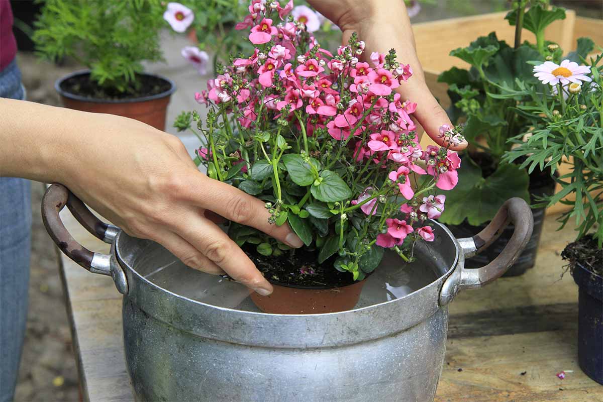 Blumen bekommen ein Wasserbad [Foto: © GartenFlora/Sabine Rübensaat]